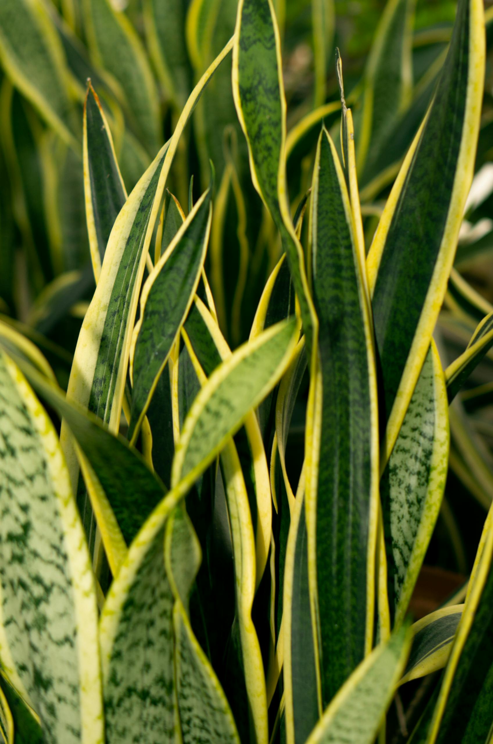 From above verdant lush sansevieria plant with long green leaves growing in light room